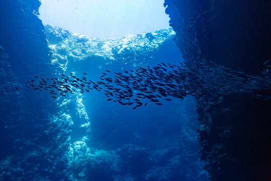 Shoaling fish gather near the entrance of a cave in clear blue water in Tonga