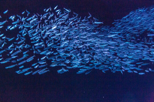 Shoaling fish move through the entrance of a cave in Tonga creating a display of life in the water near Vavau Island