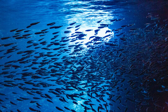Shoaling fish gather in water at entrance of Swallow cave near Vavau Island in Tonga during daylight hours