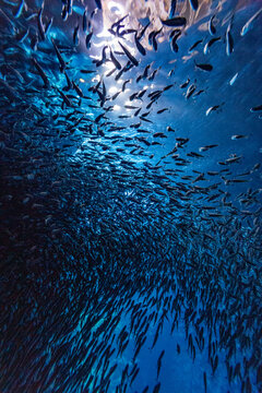 Fish swim in large groups near the entrance to Swallow cave in Tonga as sunlight filters through the water