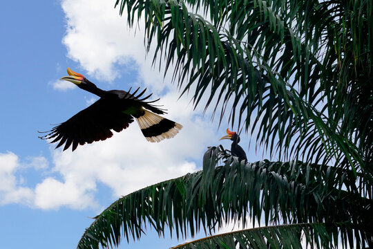 Rhinoceros hornbill soars in flight above Borneo forest during daytime
