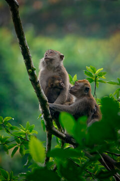 Long-tailed Macaque family resting together on a tree branch in Borneo rainforest during daylight hours