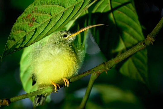 Little Spiderhunter perched on a branch in the dark night of Borneo in Malaysia, searching for food
