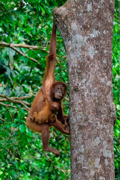 Female orangutan carries her young in the forest while climbing a tree in Borneo, Malaysia