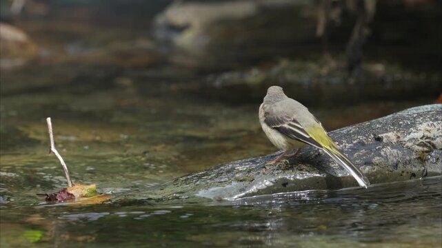 Close-up of a bird (yellow wagtail) perched on a rock in the river