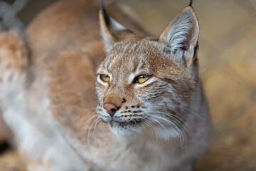 Fototapeta premium Lynx close-up portrait: captivating, soft natural lighting highlights rich fur textures and intense gaze