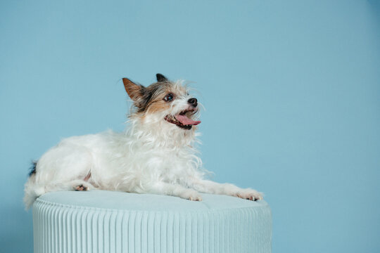 Small Breed Dog Sitting on Stool On Blue Background