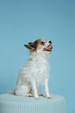 Small Breed Dog Sitting on Stool On Blue Background