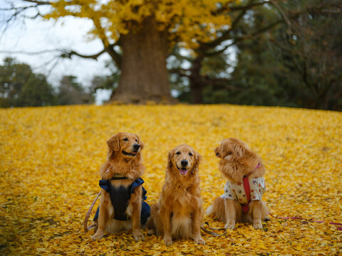 Three golden retrievers under a gingko tree 