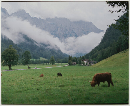 Highland cows grazing on the meadow in Alps, shot on film 