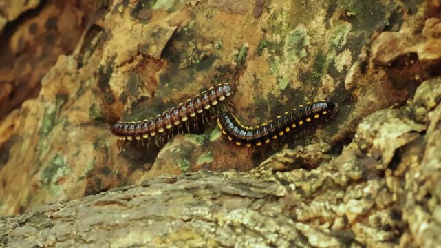 Close-up macro footage of a black millipede crawling slowly across the tropical forest floor. Detailed view of its segmented body and synchronized legs moving rhythmically in natural sunlight