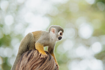 A squirrel monkey on a person's head, on a branch in the Amazon rainforest. © Marco