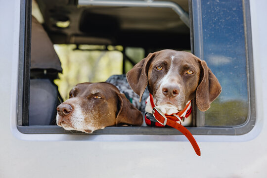 Two Dogs Looking Out of Vehicle Window