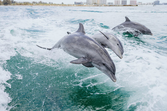 Dolphins Leap From Water Near a Shore in a Sunny Location