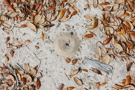 Ant Nest Entrance in Sandy Forest Floor
