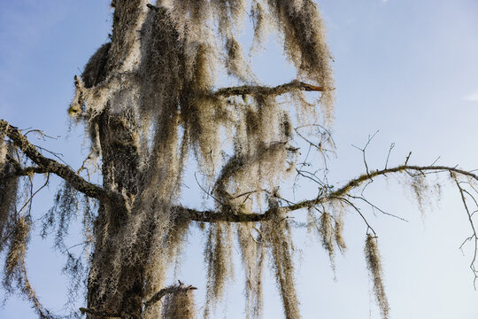 Spanish Moss Hanging from Tree Branches
