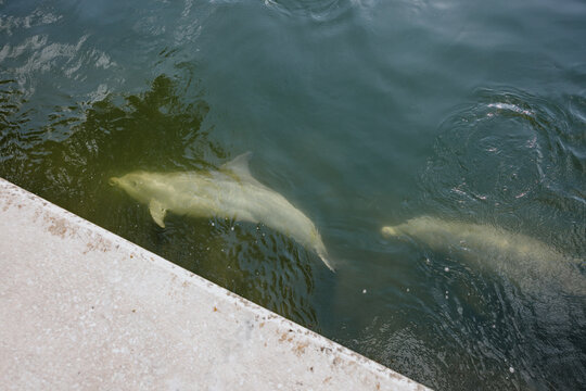 Two Dolphins Swim Near the Surface in Clear Water Below a Walkway