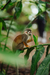 Squirrel monkey in the Amazon rainforest © Marco