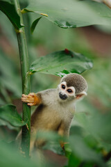 Squirrel monkey in the Amazon rainforest © Marco