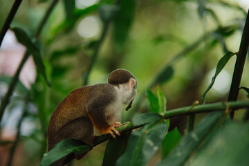 Squirrel monkey in the Amazon rainforest © Marco