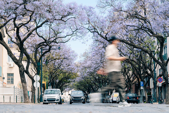 Person Walks on Street Lined With Trees in Bloom During the Day