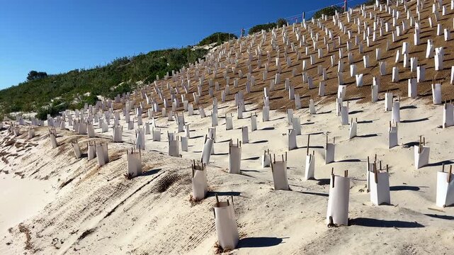 White tubes set on sandy beach to help new plants grow and prevent soil erosion in sunny weather.