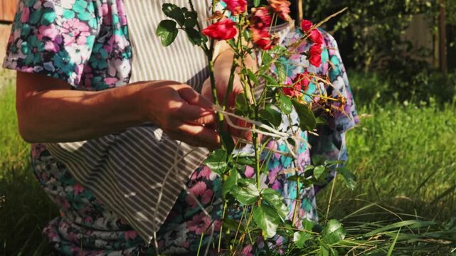 A person spends time in a backyard tying roses to a support with a piece of string. The sun shines down, and green grass surrounds them