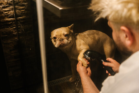 Man Washing French Bulldog In Shower