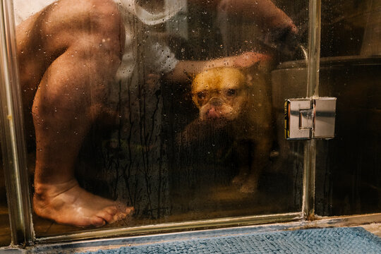 French Bulldog and Owner Seen Through Fogged Shower door