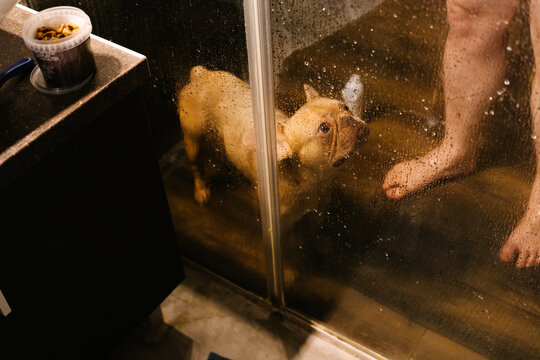French Bulldog Looking Up During Bath Time Through Shower Glass