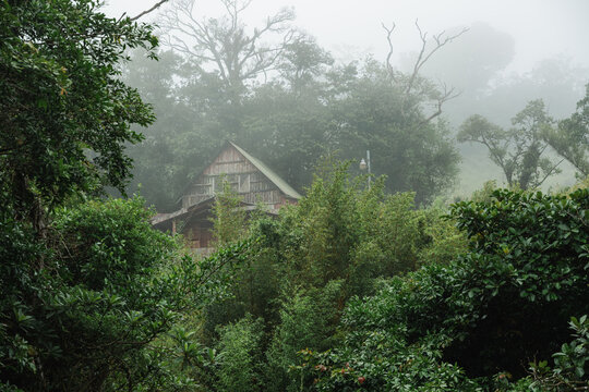 Rustic cabin nestled in dense forest fog