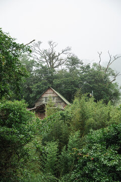 Rustic house nestled deep in dense forest