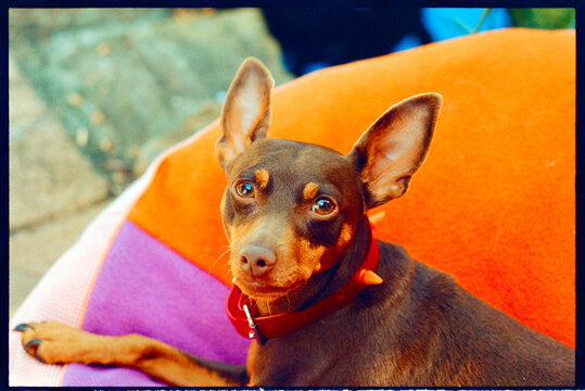 MinPin Dog Rests on Colorful Cushion in Outdoor Setting