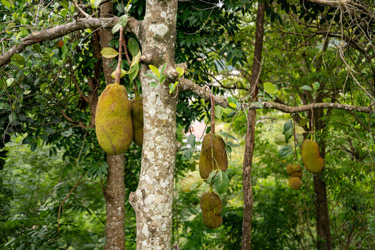 Abundant Jackfruit Hanging in Tropical Orchard. Sri Lanka
