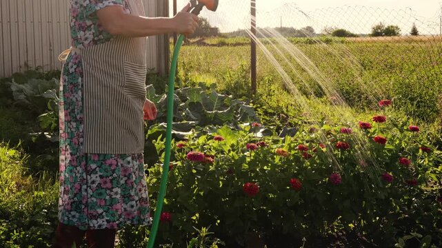 A person stands in a garden in the afternoon, using a green hose to water flowering plants. The scene shows grass and crops in the background