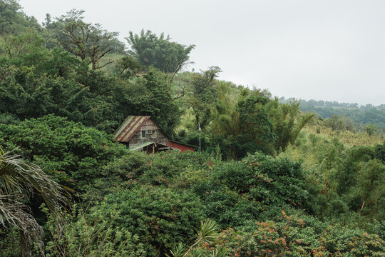 Remote hillside dwelling nestled in lush green forest