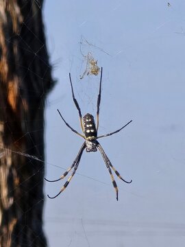 Spinne, gro&szlig;, namibia, afrika