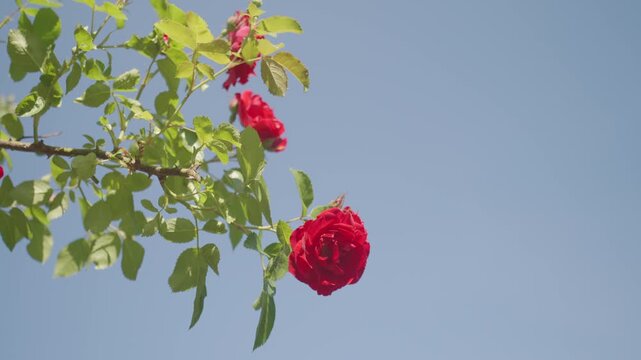 Red roses on branch against blue sky, with green leaves in sunlight