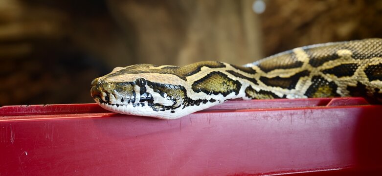 Python rests on a red surface in a zoo or nature reserve setting