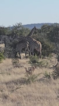 Giraffe, Etosha, Nationalpark, Namibia, Afrika