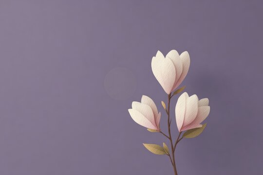 Three white magnolia flowers on a purple background. the petals of the flowers are delicate and the stems are thin and delicate.