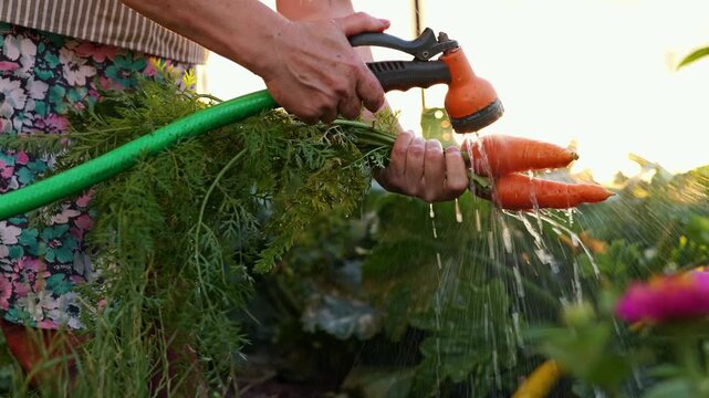 A person holds fresh carrots while washing them with a hose in a garden at sunset. Water sprays over the vegetables as sunlight glows in the background