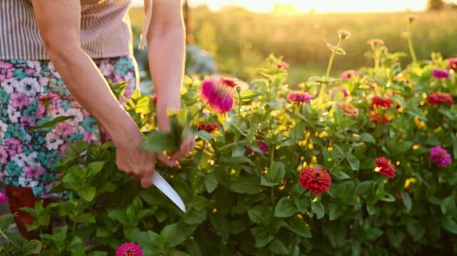 A person is picking colorful flowers in a field during sunset. The sun casts warm light over the vibrant flowers and green plants
