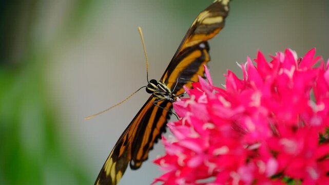 Close Up of a Common Tiger Butterfly. Beautiful Common Tiger Butterfly Feeding on Nectar. Common Tiger Butterfly in Natural Habitat.