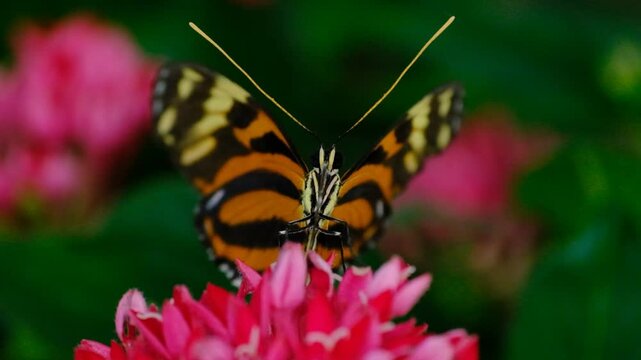 Close Up of a Common Tiger Butterfly. Beautiful Common Tiger Butterfly Feeding on Nectar. Common Tiger Butterfly in Natural Habitat.