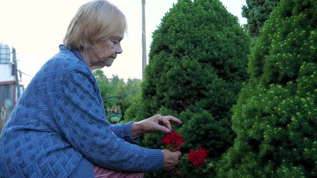 Elderly caucasian woman with gray hair carefully tending to red flowers, enjoying retirement by gardening and connecting with nature in backyard garden. Hobby old peoples at summer