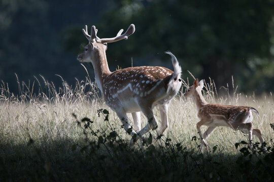 Spotted deer (fallow deer) buck with antlers followed by a young fawn