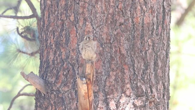 A female fledgling American kestrel (Falco sparverius) perches against pine bark demonstrating cryptic camouflage before flying off, in slow motion, Lassen County, California.