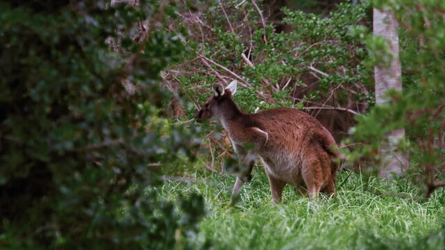 Kangaroo is busy scratching and grooming itself while surrounded by green plants and trees in the forest.