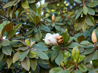 Magnolia grandiflora White Flower Among Glossy Leaves — Southern Magnolia Bloom and Buds Close-Up, Summer Garden © Svetlana